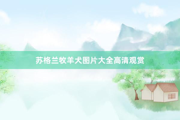 苏格兰牧羊犬图片大全高清观赏