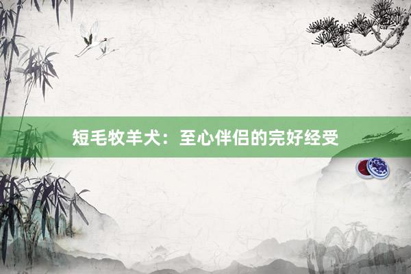 短毛牧羊犬：至心伴侣的完好经受